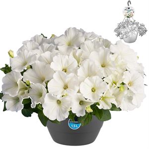 Afbeelding van HP27 Petunia White